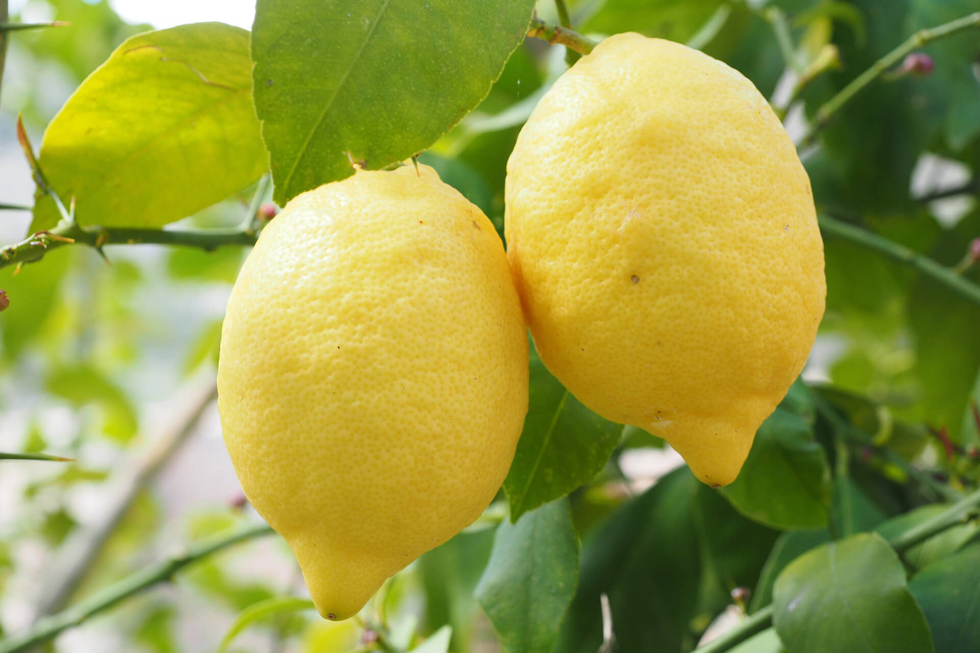 limoni biologici